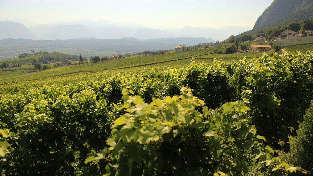 Blick aus dem Weinberg in die Ferne, wo im Dunst eine Gebirgskette zu sehen ist.
