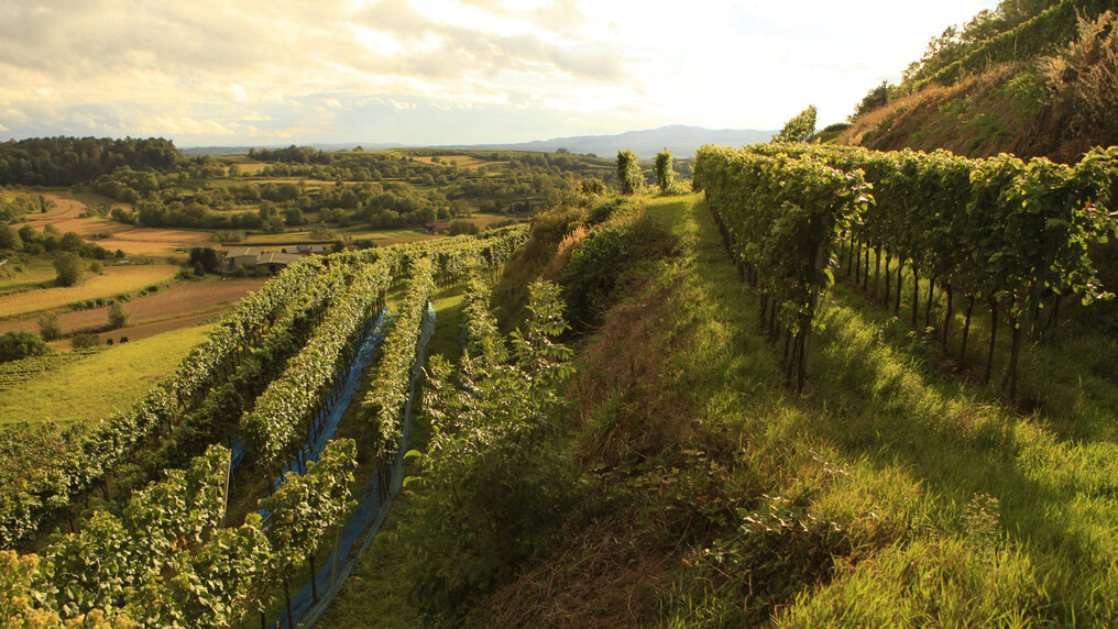 Weinberg von Weingut Bernhard Huber in Baden