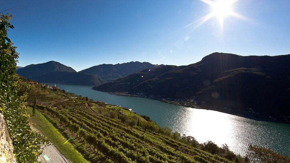 Weinberg von Tenuta Castello di Morcote mit Blick auf den Luganersee