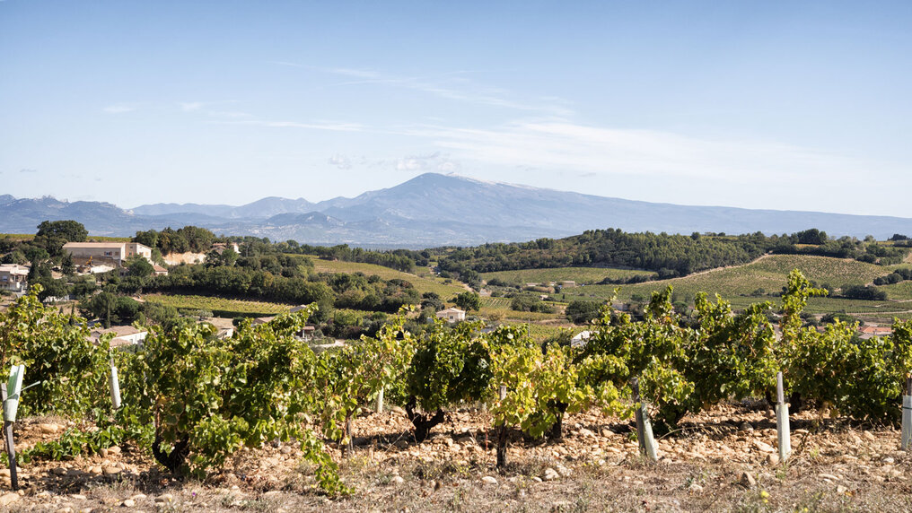 Weinberge in der Appellation Châteauneuf-du-Pape mit Blick auf den Mont Ventoux