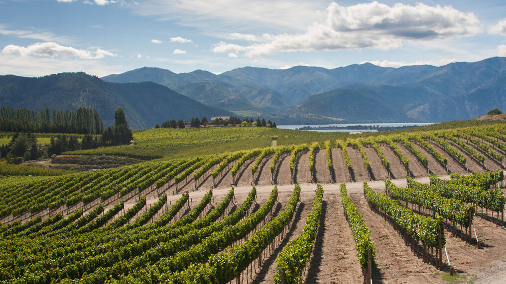 Rebzeilen mit Bergkette im Hintergrund