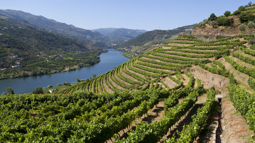 Terrassierte Weinberge im Douro-Tal erstrecken sich vom Fluss in die Höhe