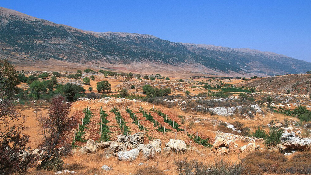 Reben auf kargem Boden im Bekaa-Tal