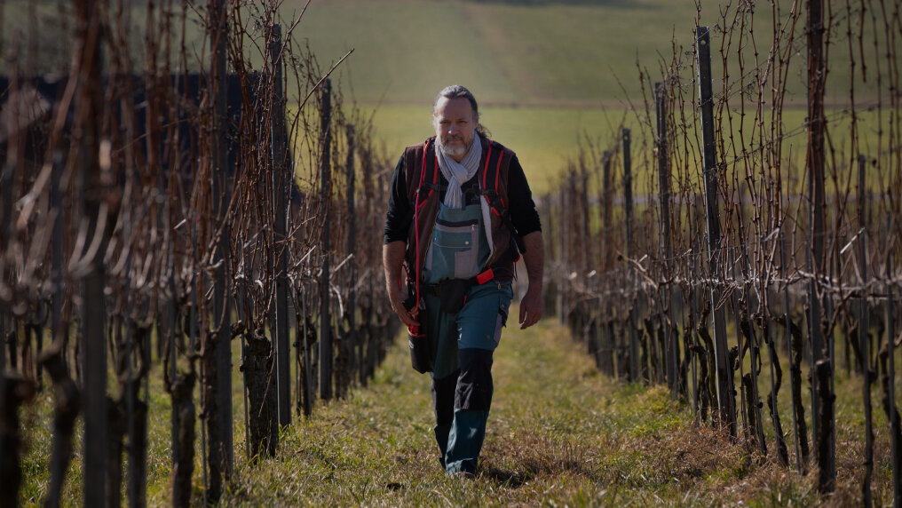 Michael Broger schreitet zwischen zwei Rebzeilen auf die Kamera zu