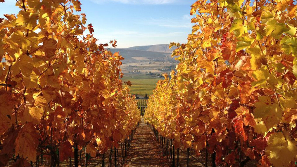 Zwischen zwei Rebzeilen hindurch fällt der Blick auf die Landschaft des Walla Walla Valleys. Die Blätter der Reben sind gelb-orange verfärbt.