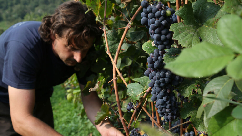 Andrea Arici arbeitet an einem Rebstock mit roten Trauben