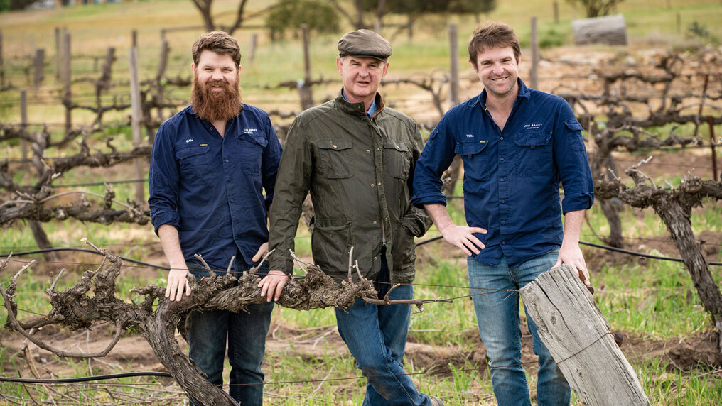 Sam, Tom und Peter Barry stehen vor einer alten Rebe in ihrem Weingarten