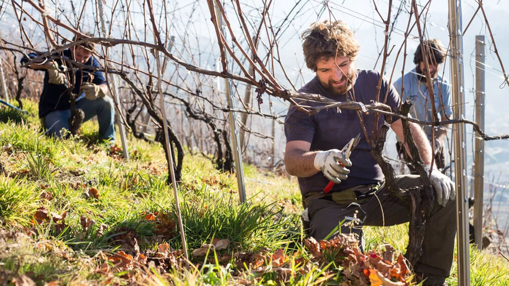 Pierpaolo Di Franco schneidet im Winter die Reben zurück
