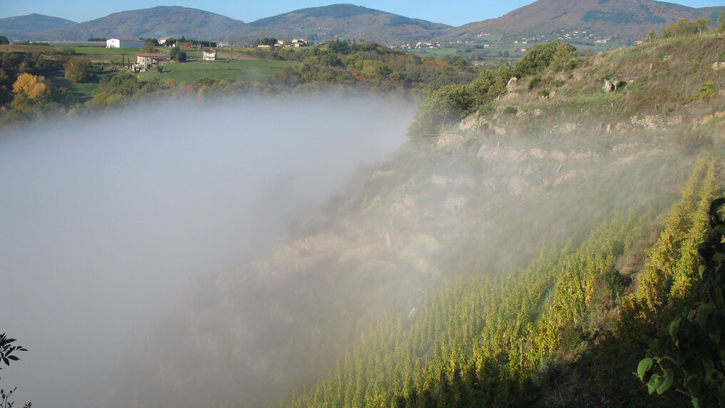 Die steilen Rebberge von Clos de la Bonnette ragen aus dem Nebelmeer.