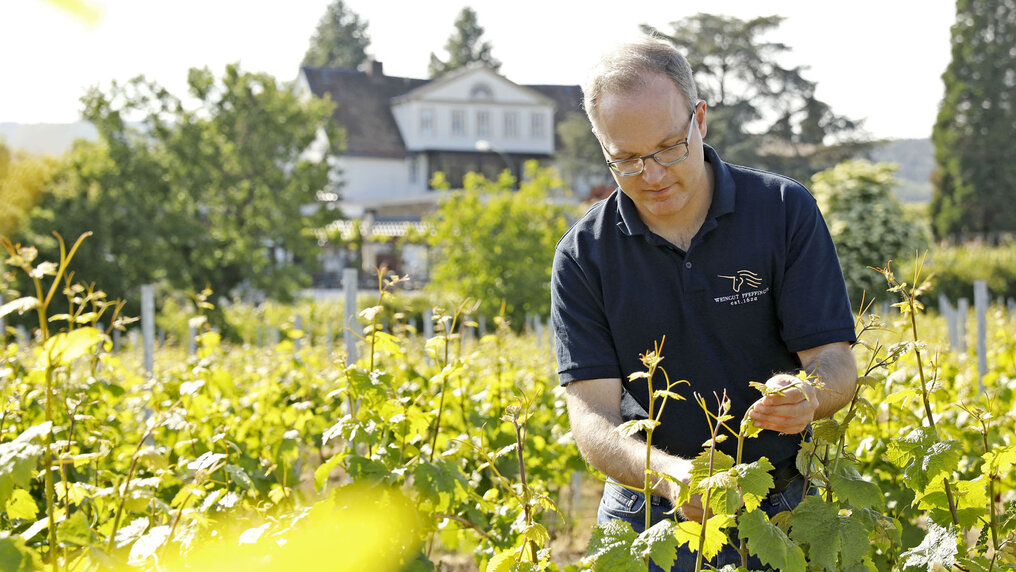 Jan Eymael tending to his vines in the vineyard