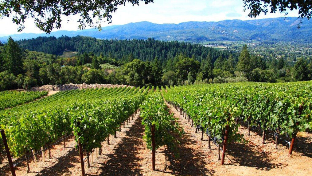 View of the Forman vineyard on Howell Mountain