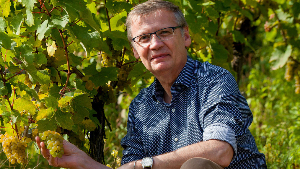 Günther Jauch crouches down next to a vine and shows white grapes