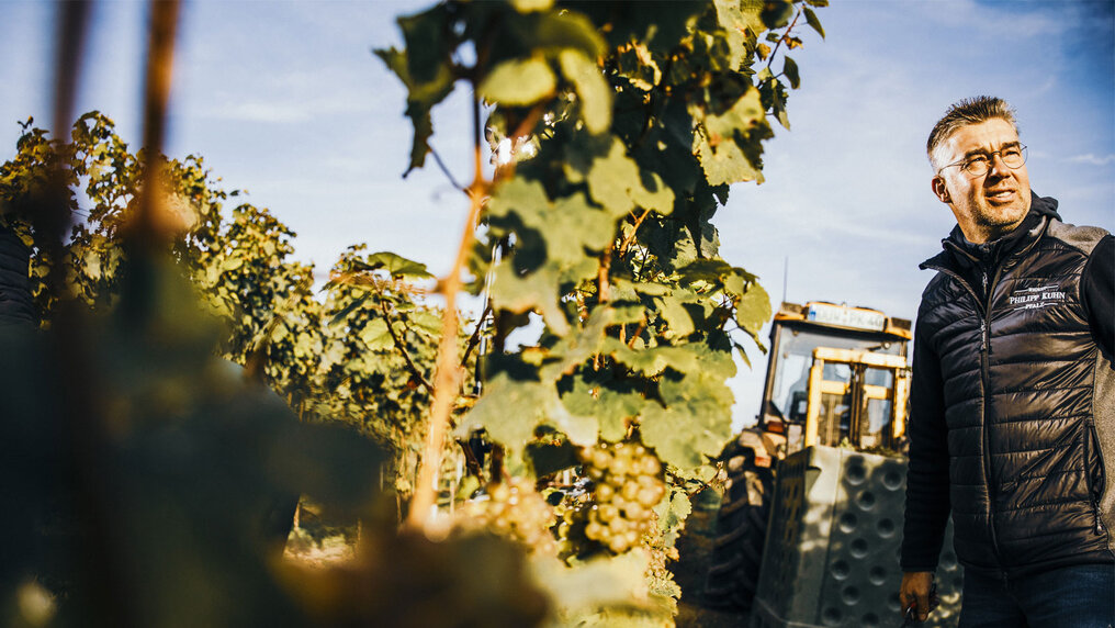 Philipp Kuhn is in the vineyard during harvest; in the foreground, vines with ripe grapes can be seen, and in the background, a tractor.