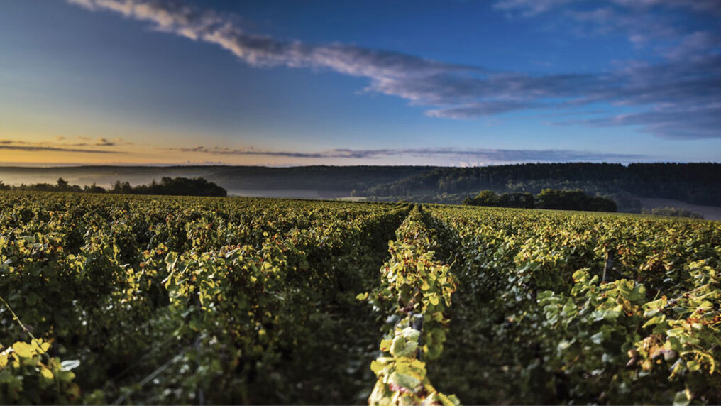 Vineyard of Vouette & Sorbée