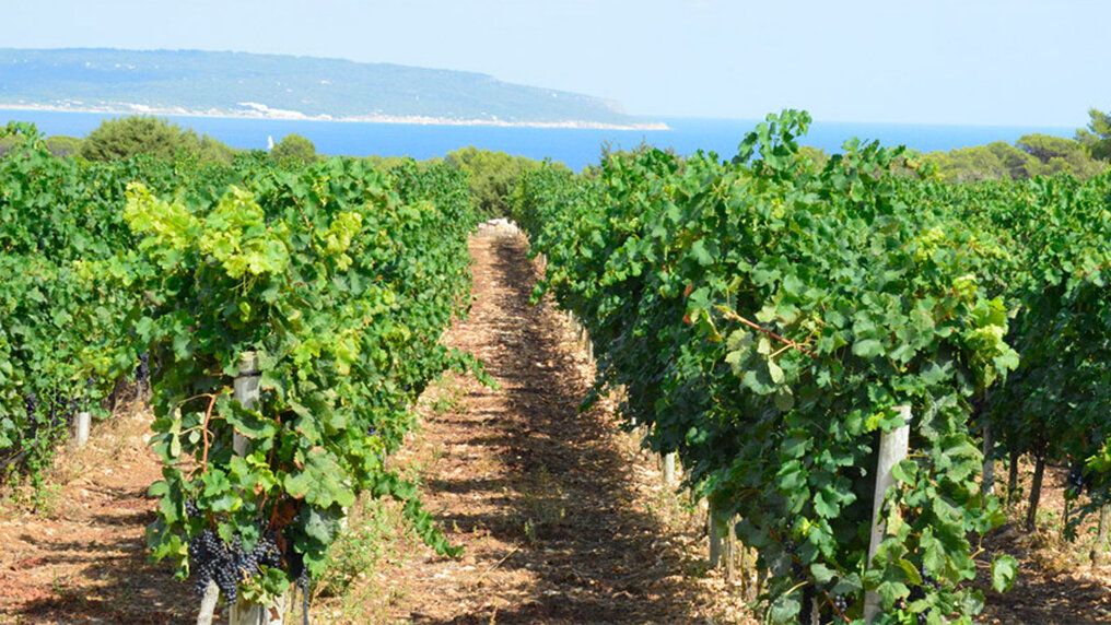 Weinberg von Cap de Barbaria with sea view