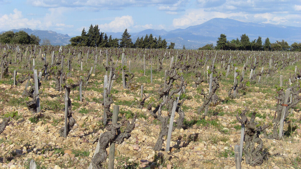 Vineyard of Domaine de la Charbonnière with the typical Galet stones