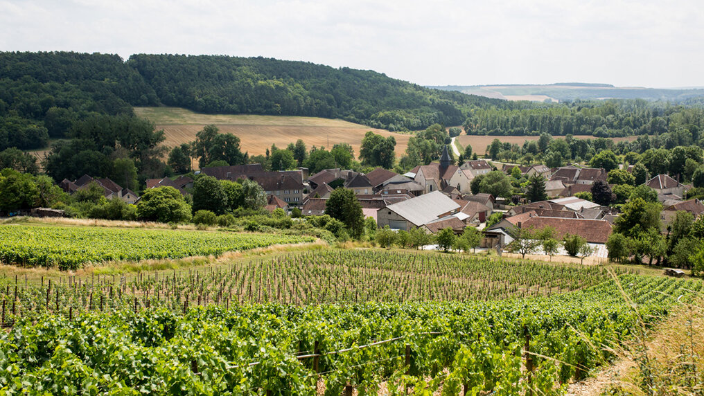 Vineyard in the Champagne region