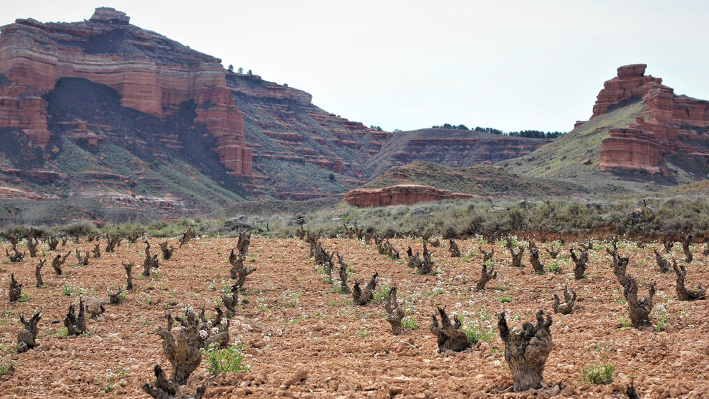 Picture Bodegas San Gregorio