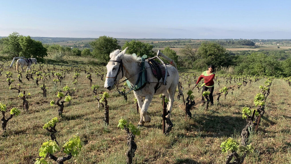 Woman ploughing a vineyard with a horse at Domaine Les Aurelles.