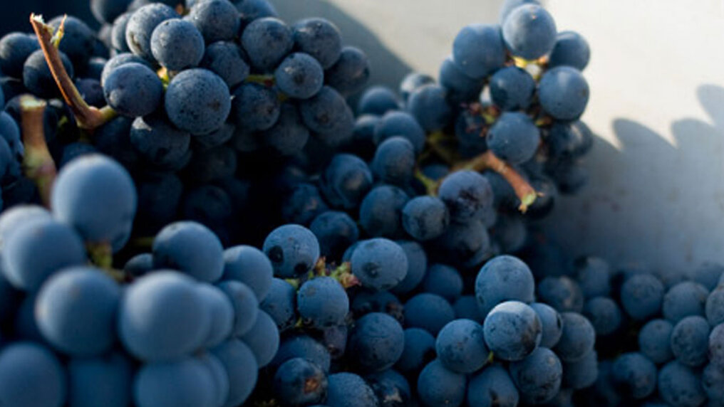 Close-up of red grapes