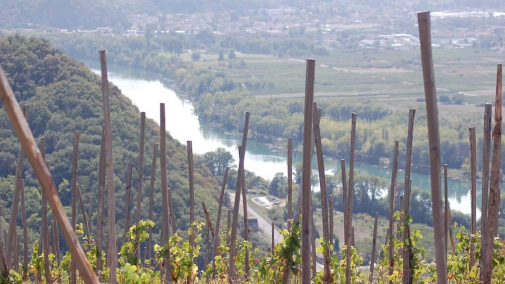 View vom the vineyard down to the Rhône.