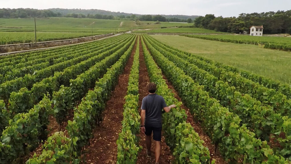 Guillaume Boillot wanders through his vineyard.