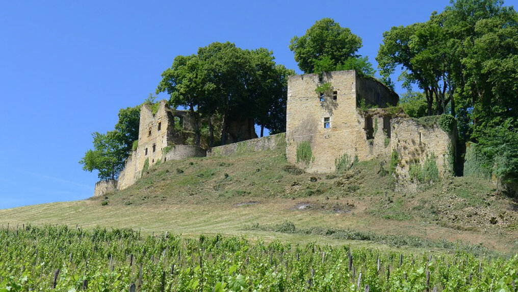 The overgrown castle ruins are surrounded by vineyards.