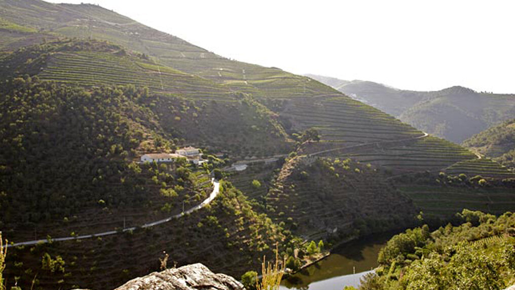Steep vineyard terraces of Fonseca along the River Duero