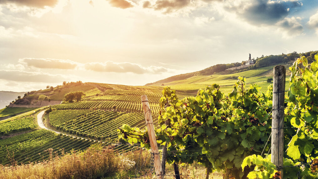 Vineyard in Rüdesheim with Niederwald Monument in the distance.