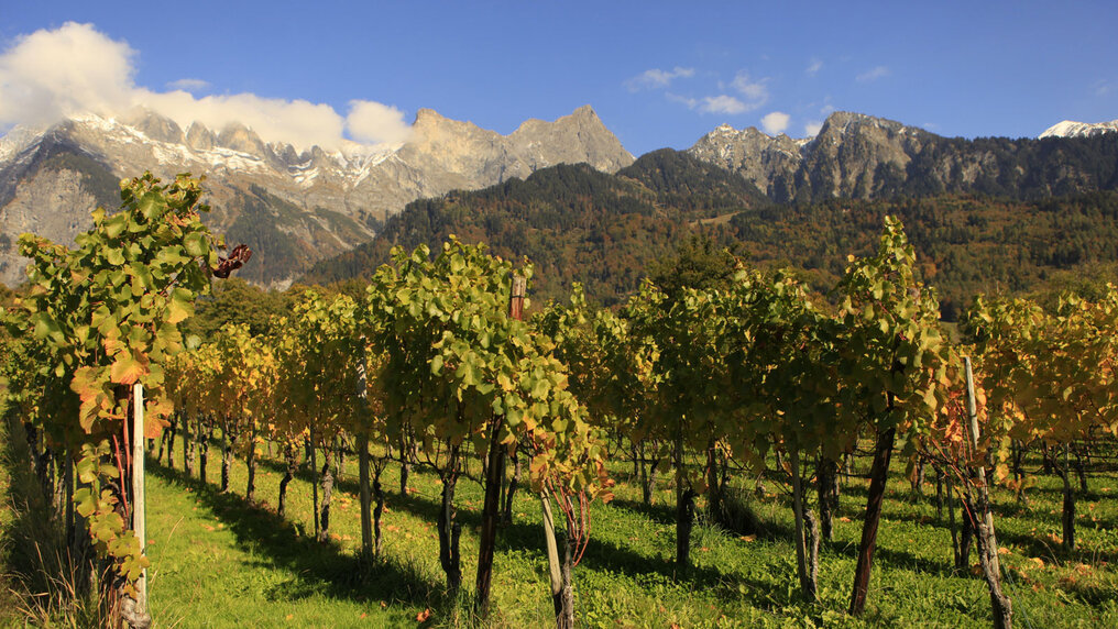 Vines against a mountain backdrop in autumn