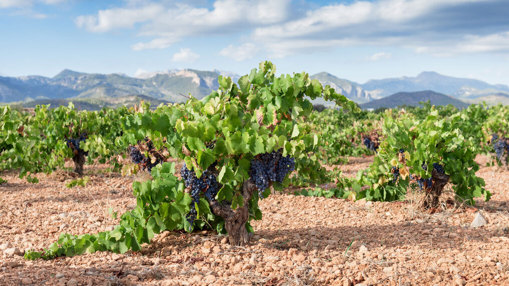 Mangonegro bush vines on reddish-brown limestone soil. The Tramuntana mountain range can be seen in the background.