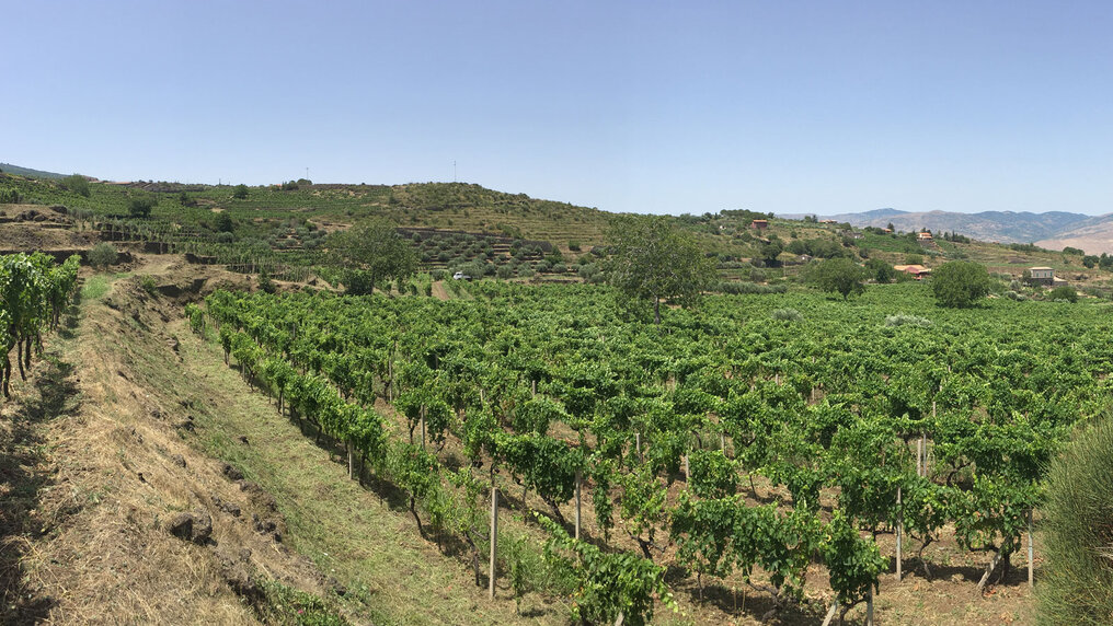 Vineyards from Tenuta delle Terre Nere bei Randazzo