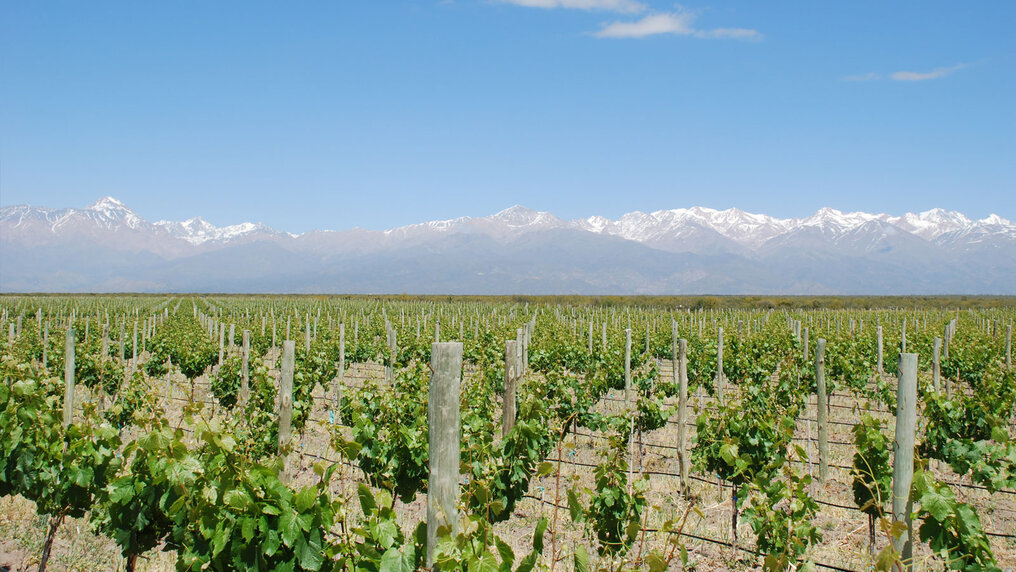 Vineyard in Gualtallary with the Andes mountain range in the background.