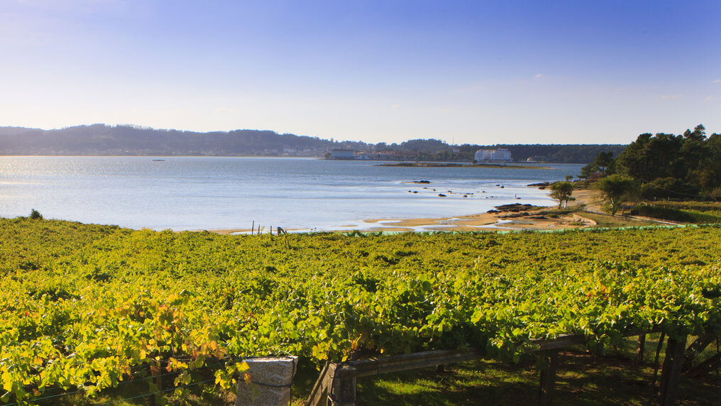 Vines growing right on the Atlantic coast