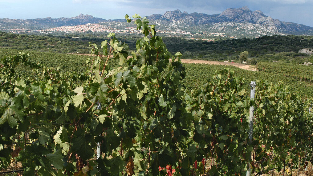Vineyard during harvest with mountains in the background. Red harvest crates are placed among the vines.