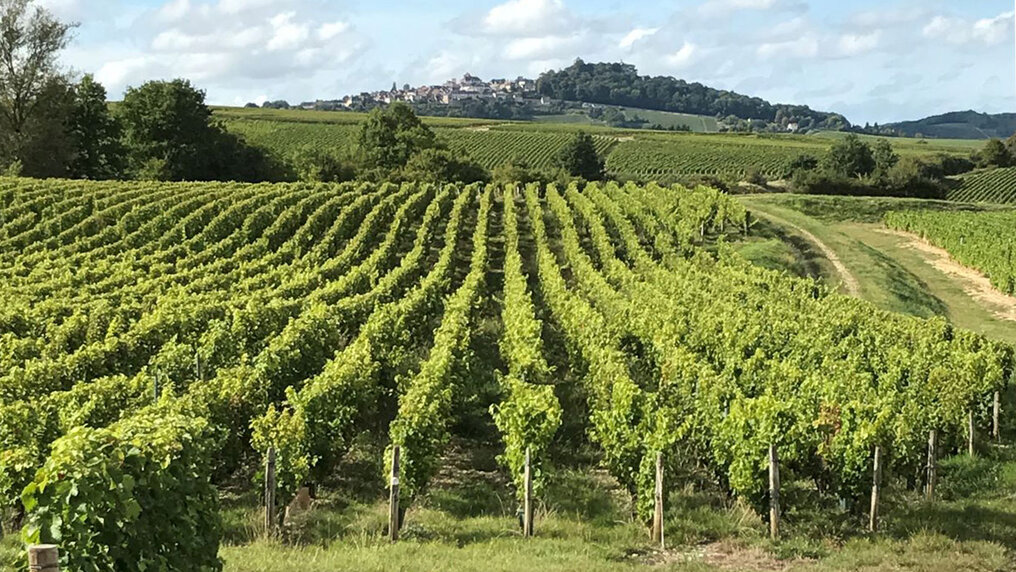 Vineyards stretch across the rolling hills of the Loire Valley to a village perched high in the distance.
