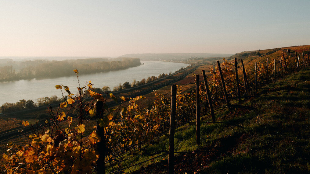 Autumn vineyards overlooking the Rhine