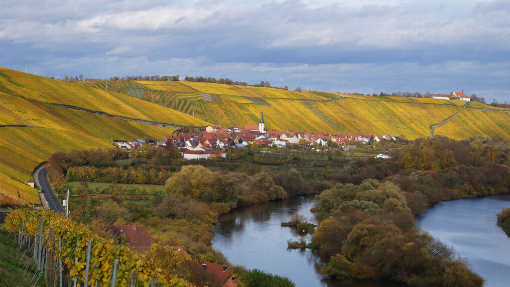 Autumn-colored vineyards on the banks of the Main River