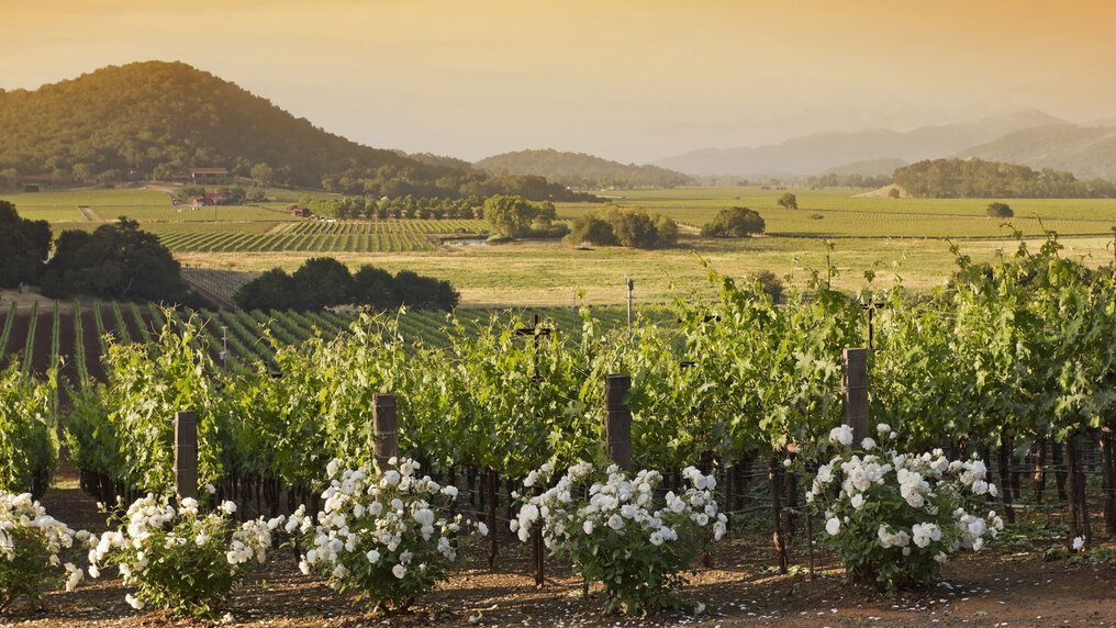 Vineyard in Napa Valley at sunset