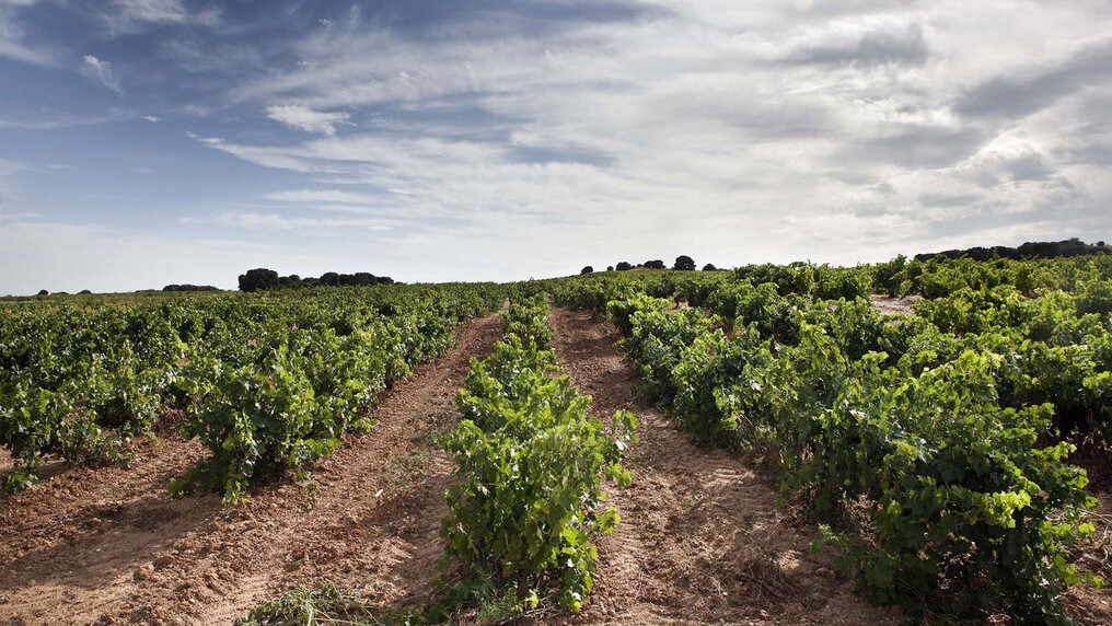 Vines from Bodegas Arrocal