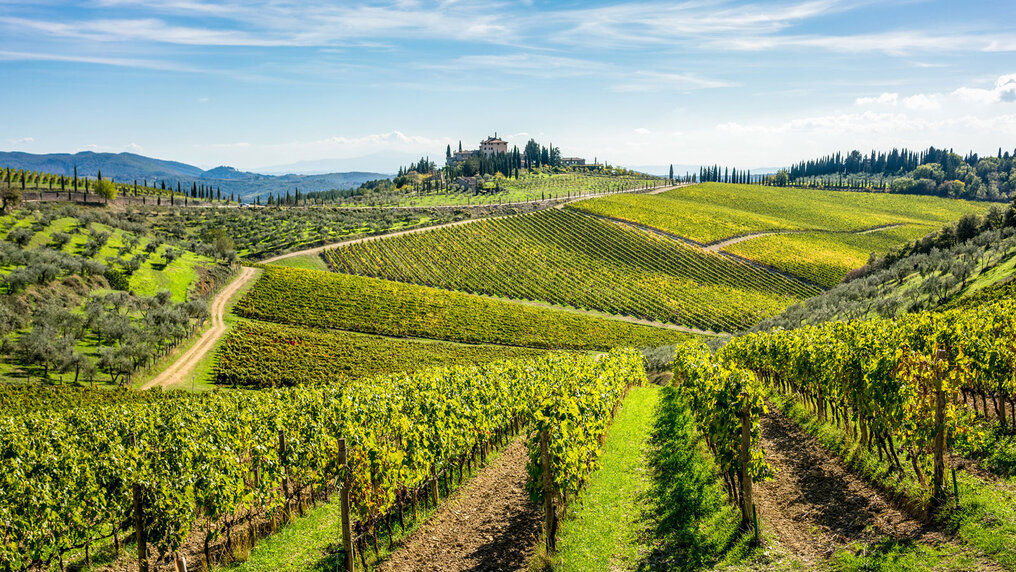 Picturesque, hilly landscape in Tuscany covered with vineyards.