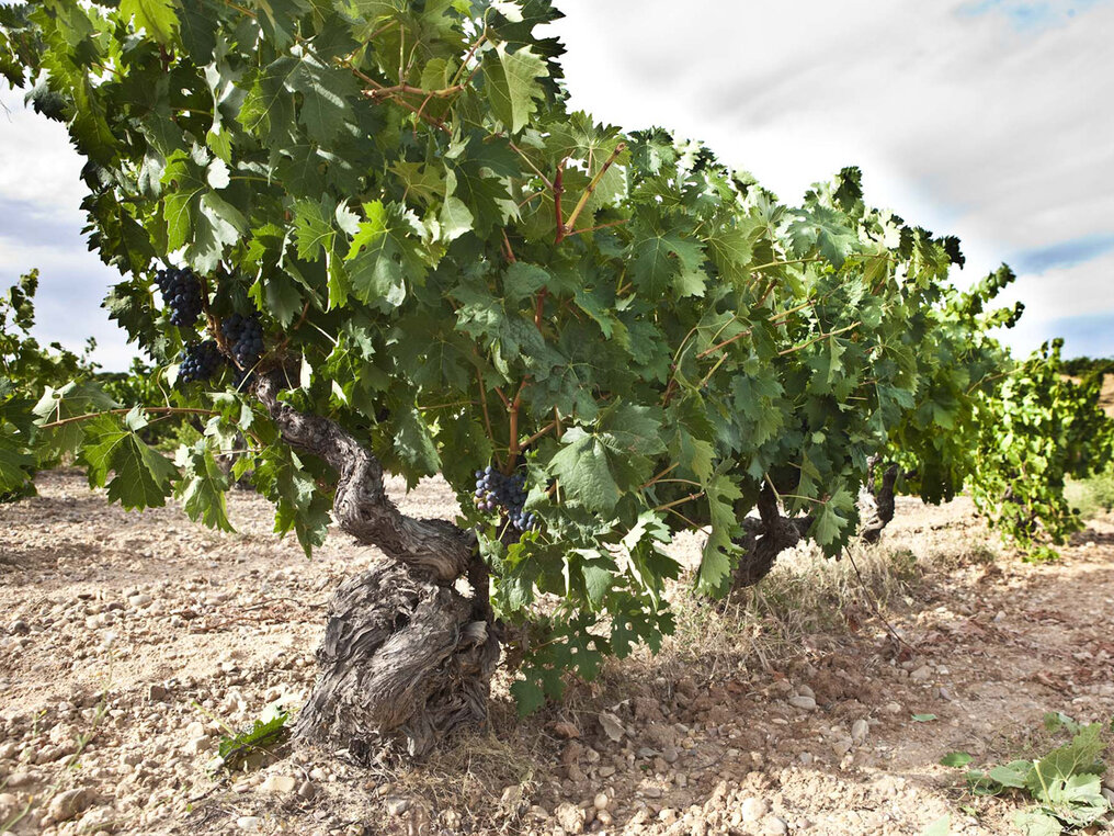 Rebstock im Weinberg La Nava in Gumiel de Mercado