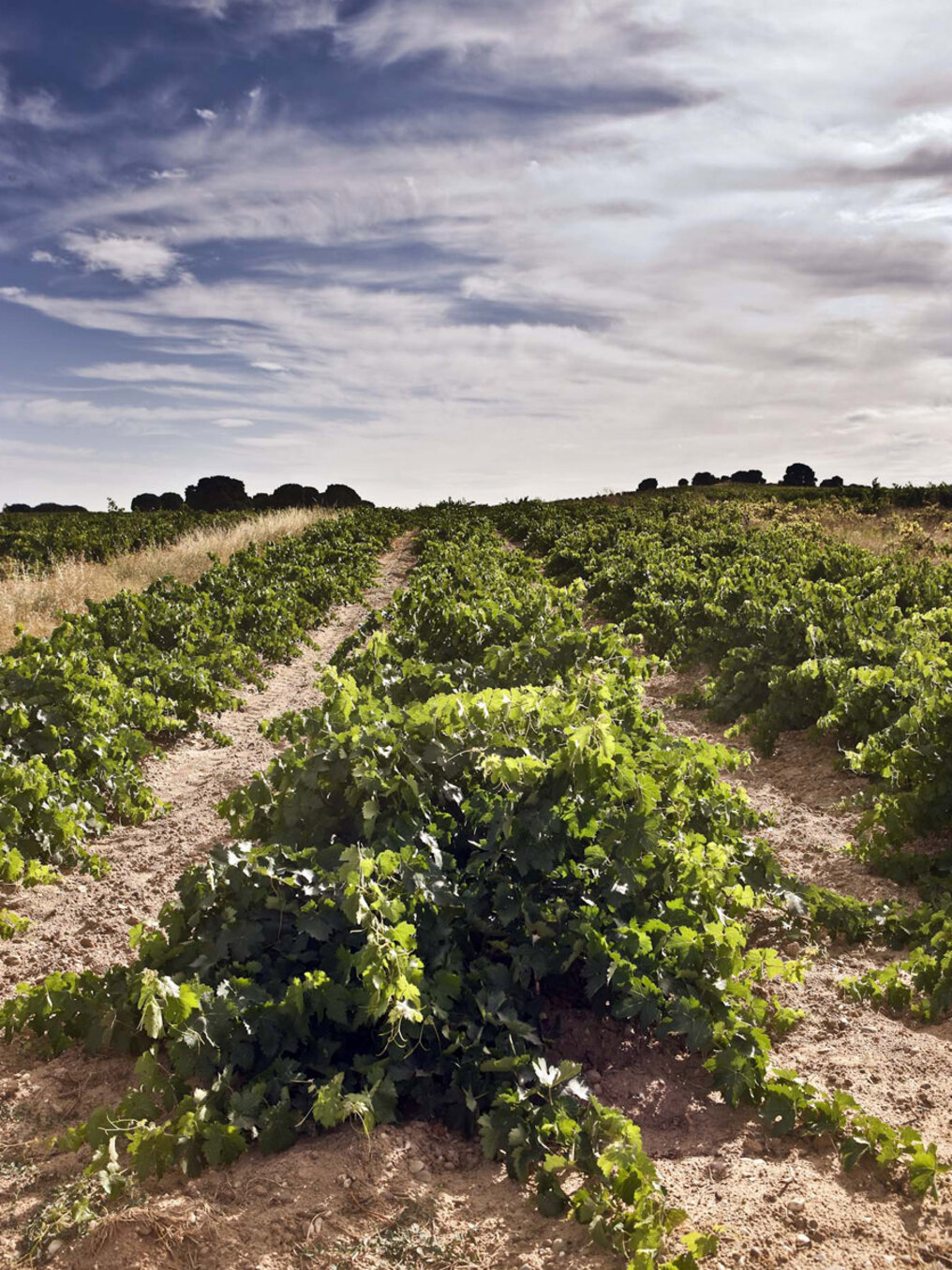 Weinberg von Bodegas Arrocal