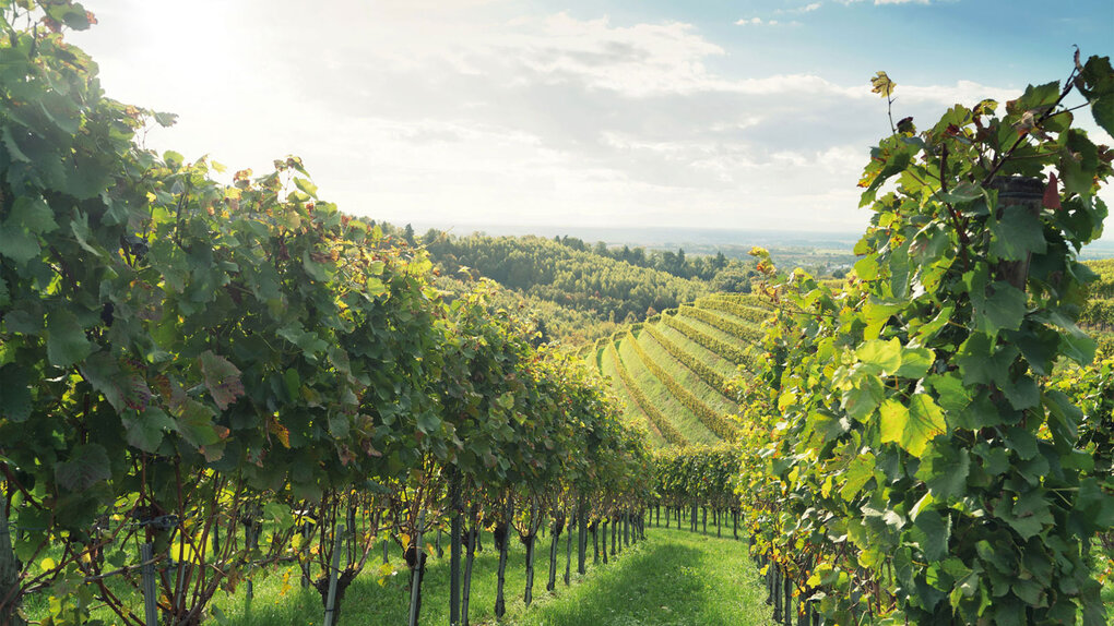 Degustation Deutschland