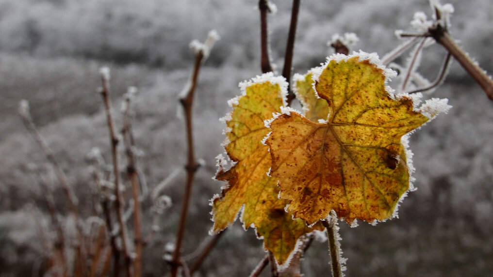 Januaraktion für die Gastronomie
