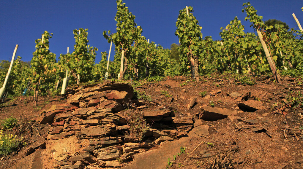 Was bedeutet eigentlich Terroir?