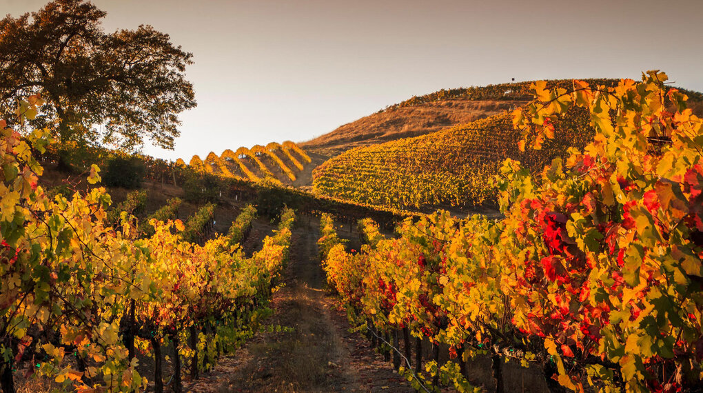 Herbstlicher Weingenuss – bis 20% Rabatt